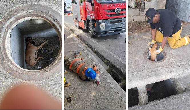 Bomberos de Santiago rescatan a perro atrapado en una alcantarilla